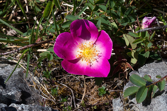Ireland 2014 - Burren
