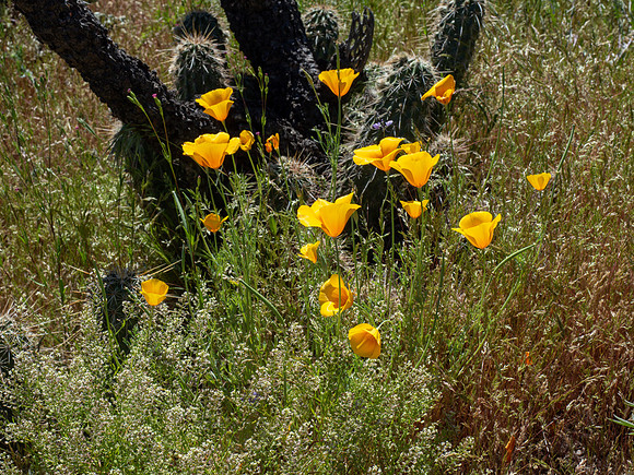 Arizona 2019
