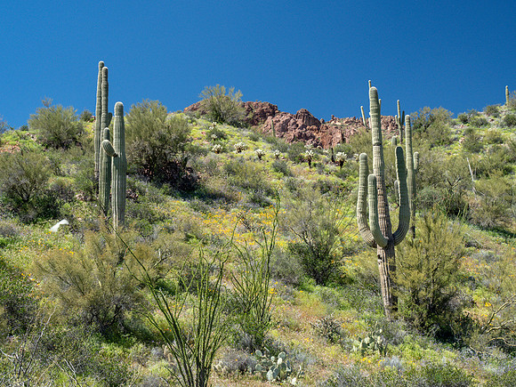 Arizona 2019