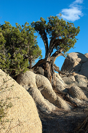Joshua Tree National Park