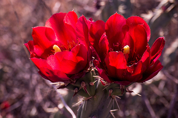 Arizona 2012 - Superstitions, Barkley Basin