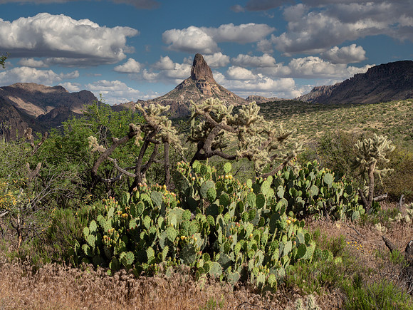 Arizona 2019