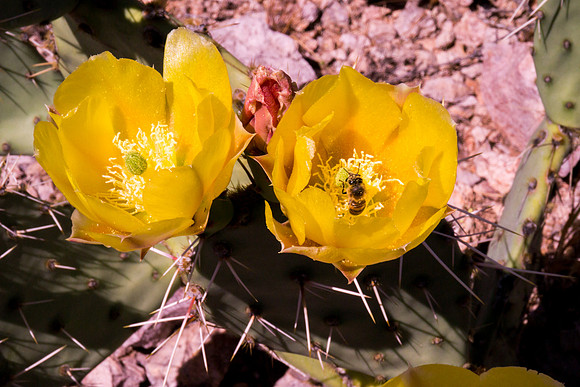 Arizona 2012 - Superstitions, Barkley Basin