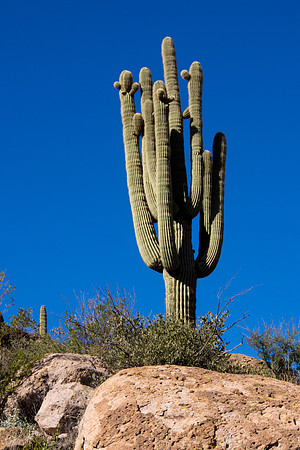 Arizona 2013 - Superstitions Hike Bluff Spring Loop