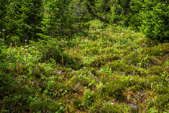 Banff National Park 2025