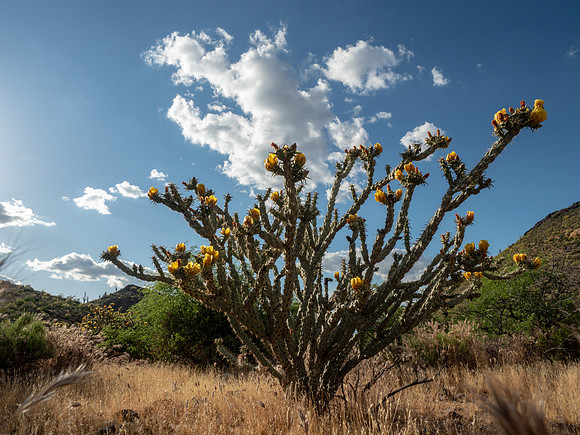 Arizona 2019