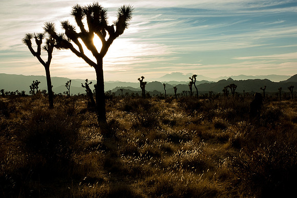 Joshua Tree National Park