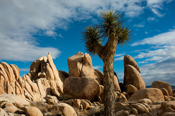 Joshua Tree National Park