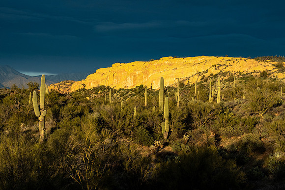 Arizona 2020