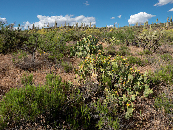 Arizona 2019