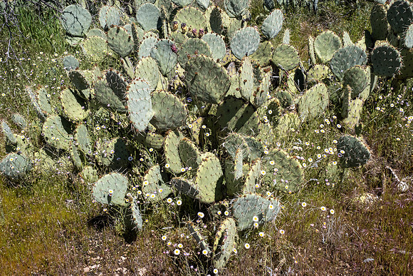 Arizona 2020