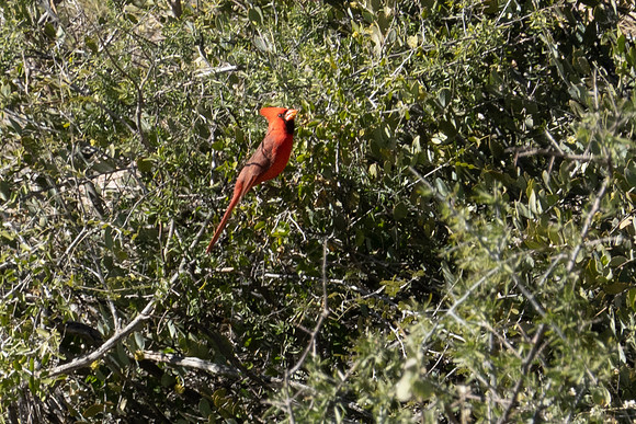 Arizona 2019