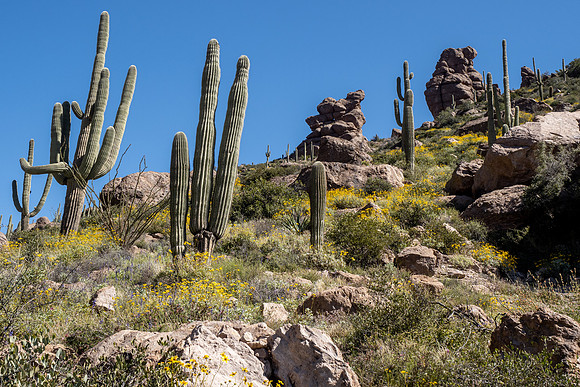Arizona 2020
