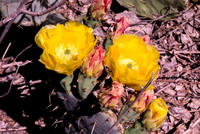 April Cactus Blossoms 2012