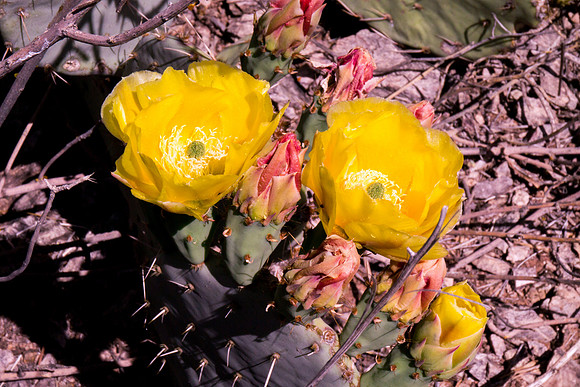 Arizona 2012 - Superstitions, Barkley Basin