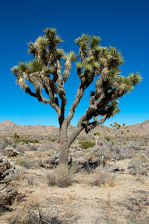 Joshua Tree National Park