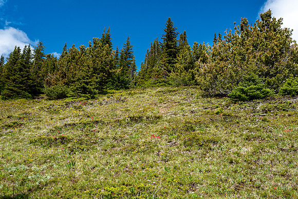 Pacific NW 2019
