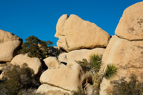 Joshua Tree National Park