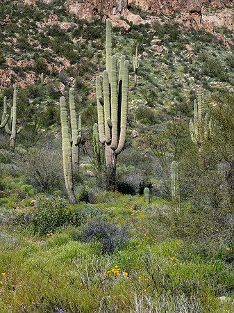 Arizona 2019