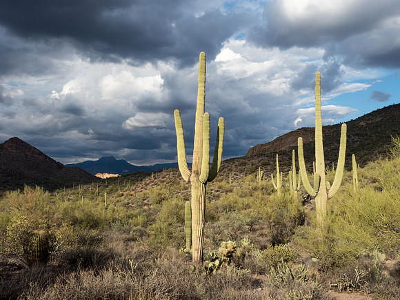 Arizona 2018
