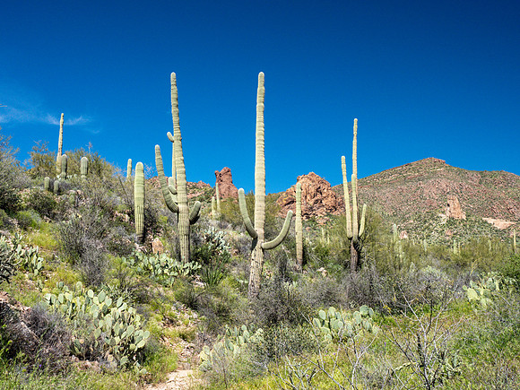 Arizona 2019
