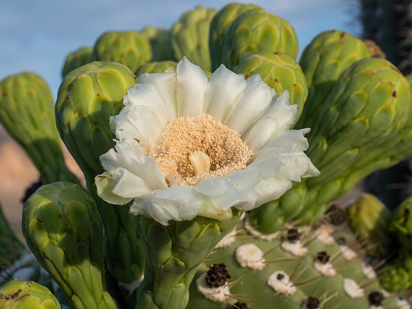 Arizona 2018