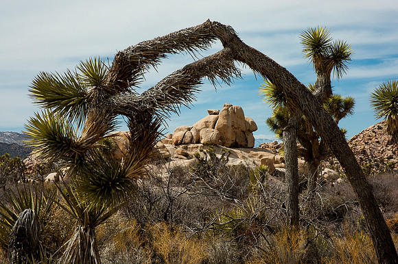Joshua Tree National Park