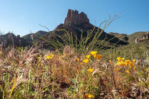 Arizona 2019