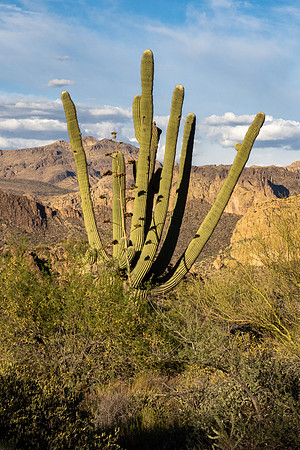 Arizona 2021