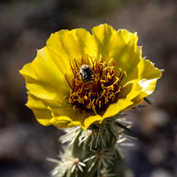 Superstition Wilderness Hikes 2021