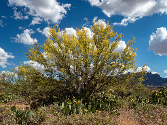 Arizona 2019