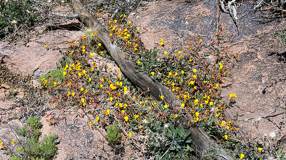 Arizona 2015 - Superstitions Ridge Hike (Mar)