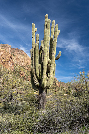 Arizona 2020