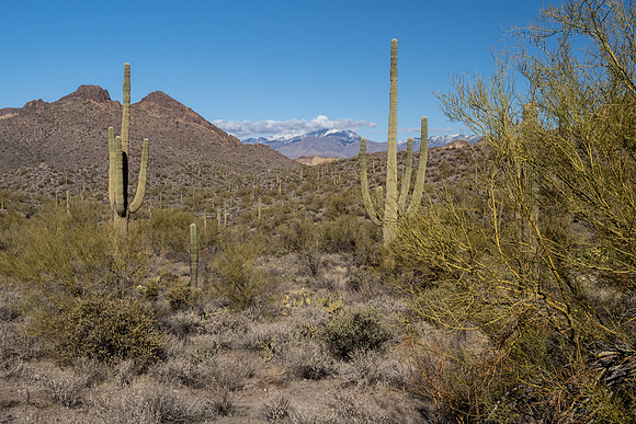 Arizona 2021