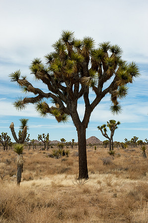 Joshua Tree National Park