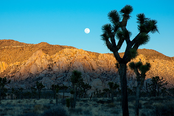 Joshua Tree National Park