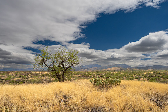 Arizona 2025