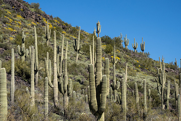Arizona 2020
