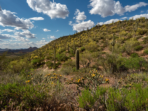 Arizona 2019
