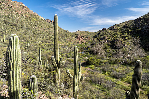 Arizona 2020