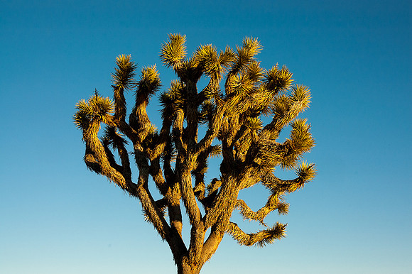 Joshua Tree National Park