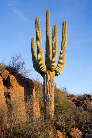 Arizona 2013 - Superstitions Hike Bluff Spring Loop