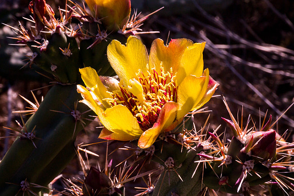 Arizona 2012 - Superstitions, Barkley Basin