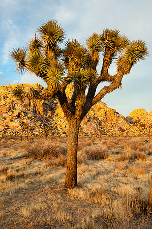 Joshua Tree National Park