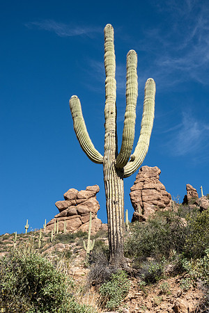 Arizona 2019