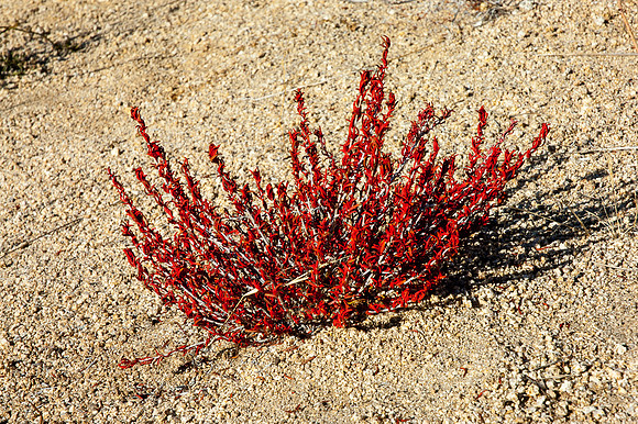 Joshua Tree National Park