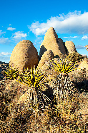 Joshua Tree National Park