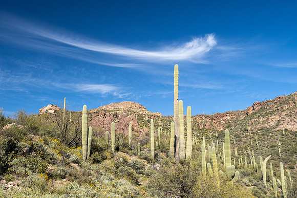 Arizona 2020