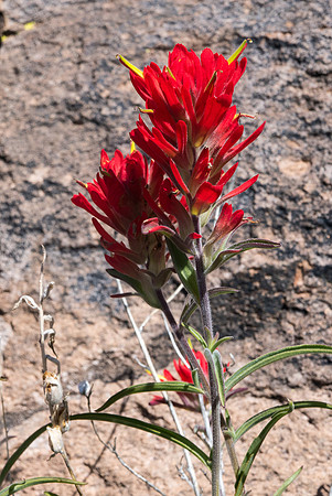 Arizona 2015 - Superstitions Ridge Hike (Mar)