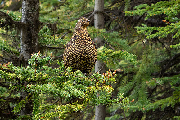 Banff National Park 2025